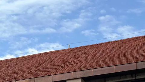 ondulaciones Mercado de Abastos