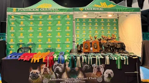 Trofeos ya preparados para el evento canino en Ifeza