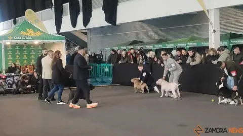 perros, ABKC San Ant&oacute;n Trophy