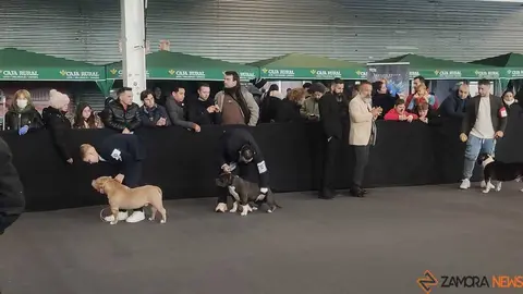 perros, ABKC San Ant&oacute;n Trophy_2