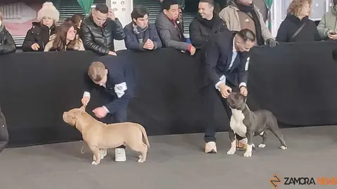 perros, ABKC San Ant&oacute;n Trophy_3