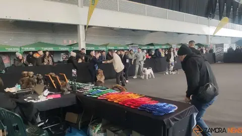 perros, ABKC San Ant&oacute;n Trophy_5