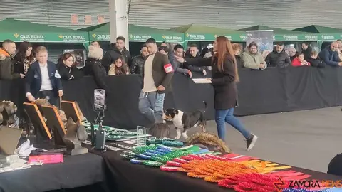 perros, ABKC San Ant&oacute;n Trophy_6