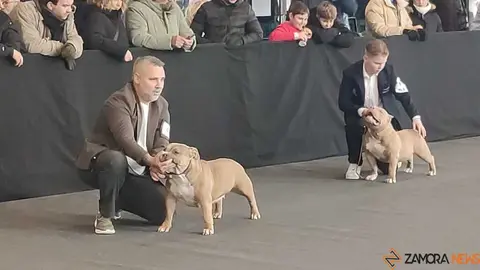 perros, ABKC San Ant&oacute;n Trophy_8