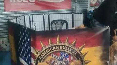 perros, ABKC San Ant&oacute;n Trophy_17