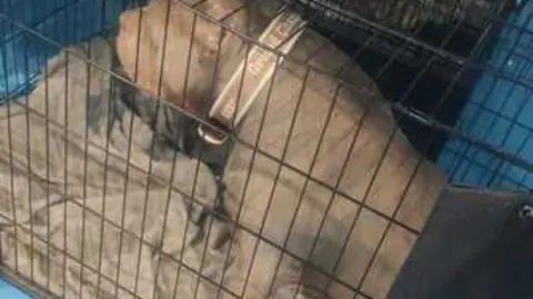 perros, ABKC San Ant&oacute;n Trophy_18