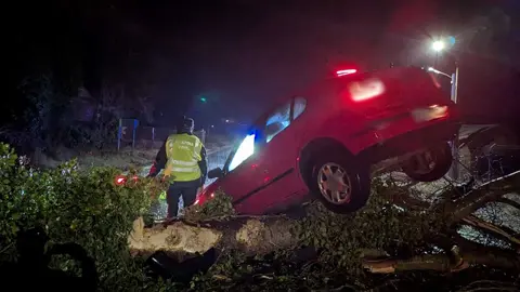 accidente de coche por la caida de un &aacute;rbol  (2)