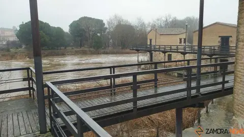  El Duero inunda ace&ntilde;as y paseos a su paso por Zamora_30