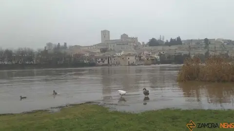  El Duero inunda ace&ntilde;as y paseos a su paso por Zamora_42