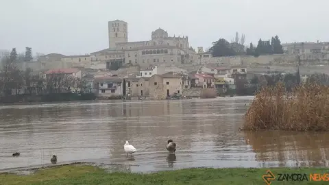  El Duero inunda ace&ntilde;as y paseos a su paso por Zamora_44