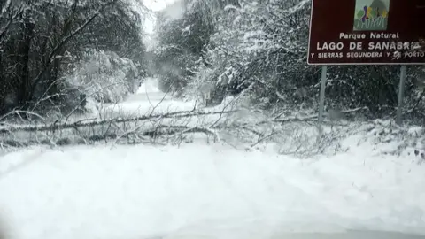 &aacute;rbol ca&iacute;do