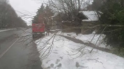 Bomberos retiran &aacute;rboles ca&iacute;dos Sanabria