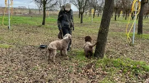 Perros buscando trufas
