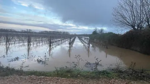 Toro inundaciones Duero _8