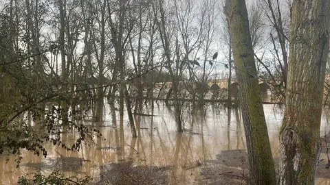 Toro inundaciones Duero _12