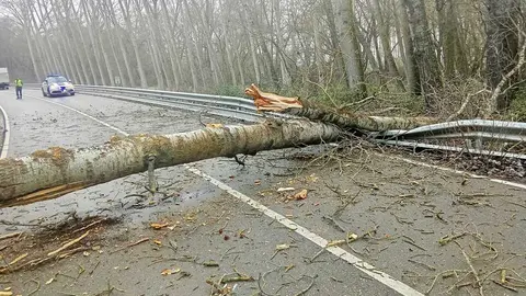 Chopo ca&iacute;da en mitad de la carretera