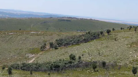robles no quemados en el incendio de la Culebra