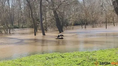 Un paseo por el Duero, crecida _25
