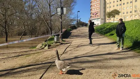 Un paseo por el Duero, crecida _41