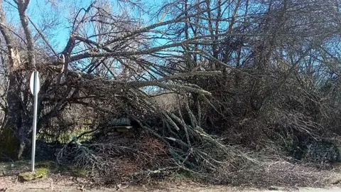 Da&ntilde;os de la borrasca en Zamora