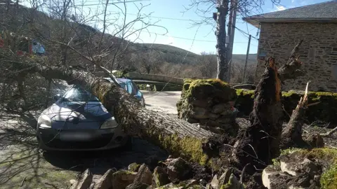 Da&ntilde;os de la borrasca en Zamora_7