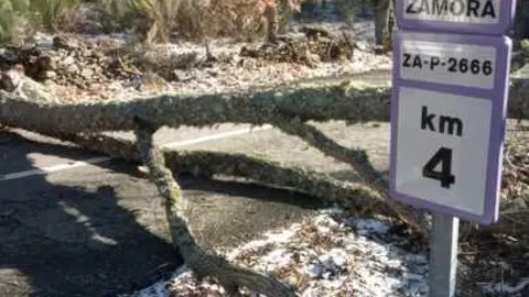 Da&ntilde;os de la borrasca en Zamora_22