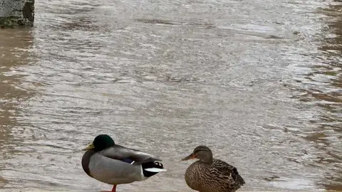 el r&iacute;o Duero a su paso por Zamora en un d&iacute;a nublado _24