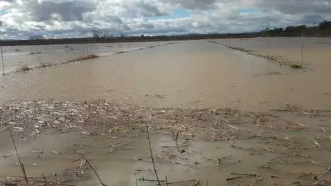 La Rinconada Zamora crecida del Duero _12