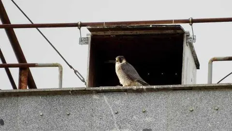Tromba a la entrada de la caja nido en Nuevos Ministerios. Foto Alfonso Rodrigo