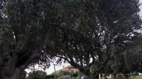 C CADETE FEMENINO-MARTA