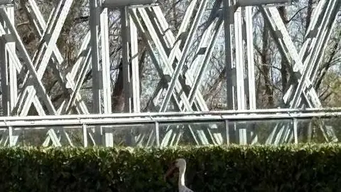 Cigue&ntilde;a paseando tranquilamente cerca del Puente de Hierro