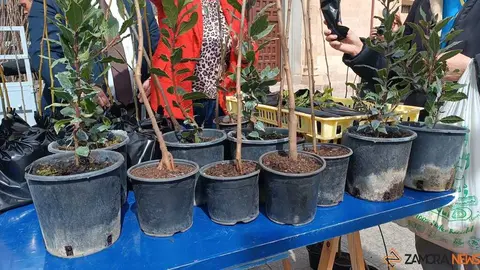 reparto de plantas Diputaci&oacute;n de Zamora _2