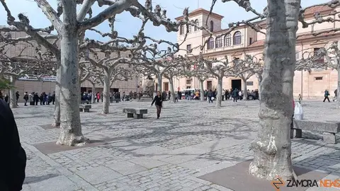 reparto de plantas Diputaci&oacute;n de Zamora _10