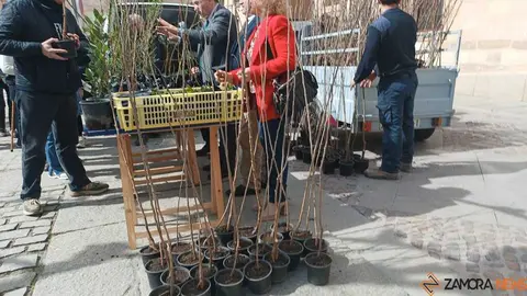 reparto de plantas Diputaci&oacute;n de Zamora _13