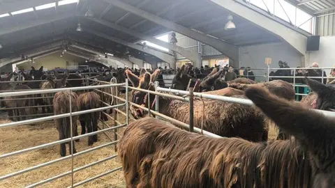 Buches san vitero 2026_2