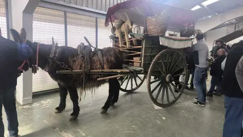 Buches san vitero 2026