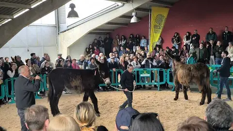 Buches san vitero 2026_3