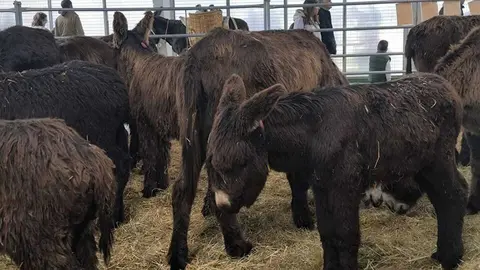 Buches san vitero 2026_6