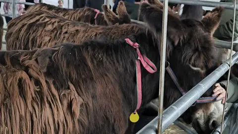 Buches san vitero 2026_10