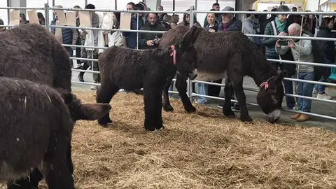 Buches san vitero 2026_11