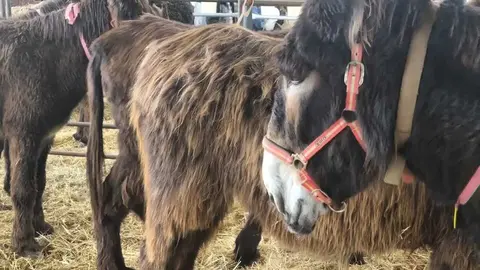 Buches san vitero 2026_15