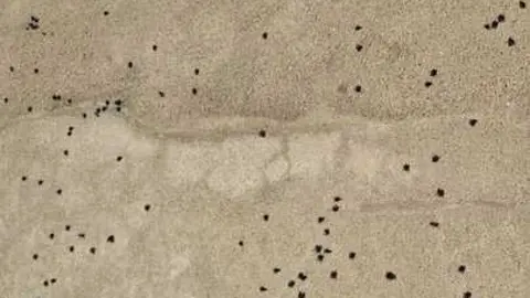 plaga masiva de moscas en Luelmo de Sayago