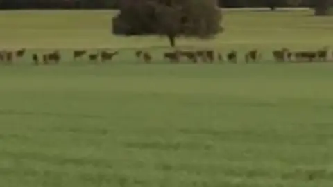 Captura de v&iacute;deo de la manada de ciervos