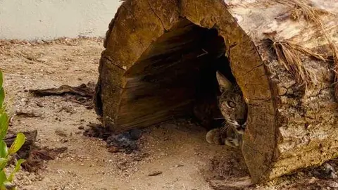 Centro de Muda de cuarentena del lince ib&eacute;rico