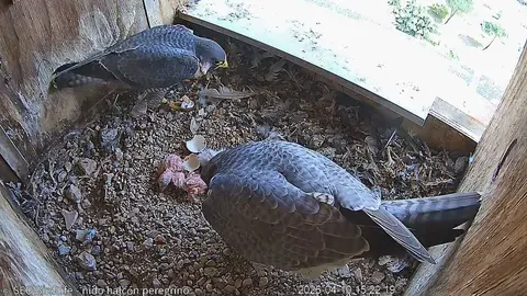 nido de halc&oacute;n peregrino. Zamora