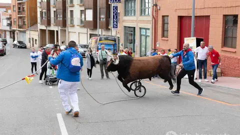 Carrera Toro Enmaromado Benavente Fiestas de la Veguilla 2026 - imagen Interbenavente
