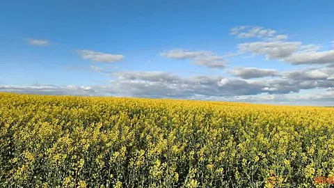 campo flores Zamora _2