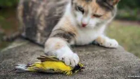 Un gato cazando un p&aacute;jaro