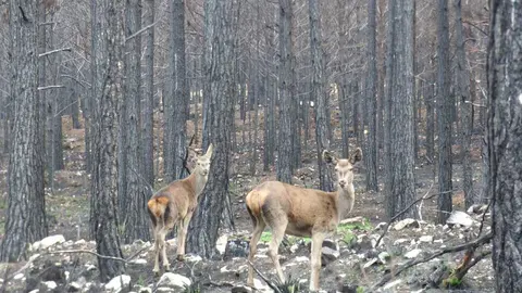 fauna en pinar quemado