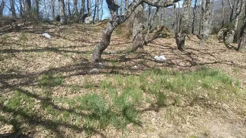 Basura esparcida por el acceso a la playa. Fotos cedidas